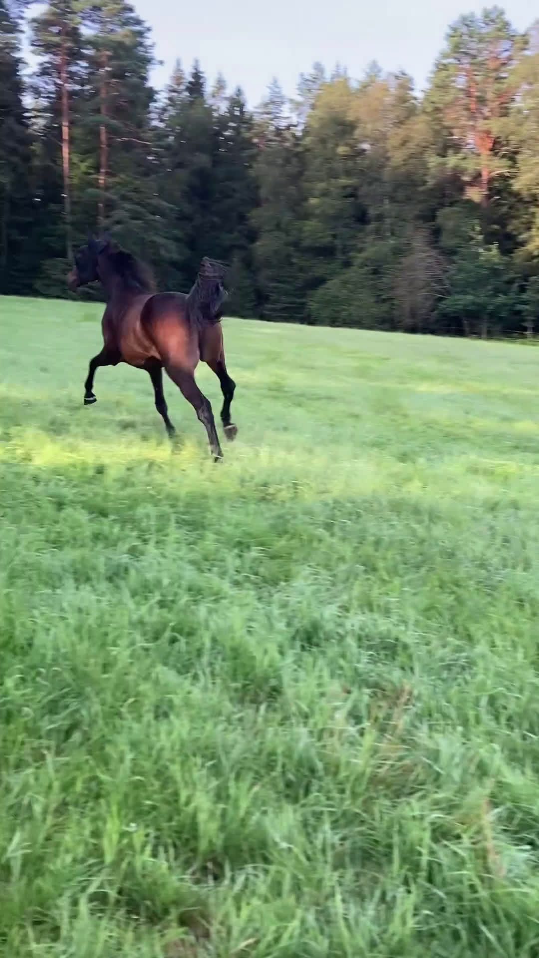 Trav hästar till salu: Nytt pris, Dräktigt sto m Googo gaaga i Rävlanda - Video 1