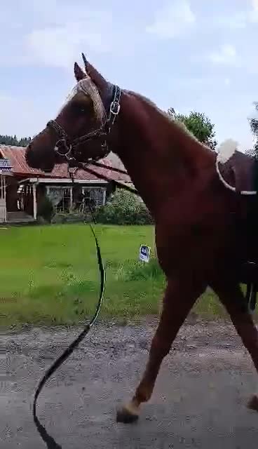 Allround hästar till salu: Guld pojken - Video 1