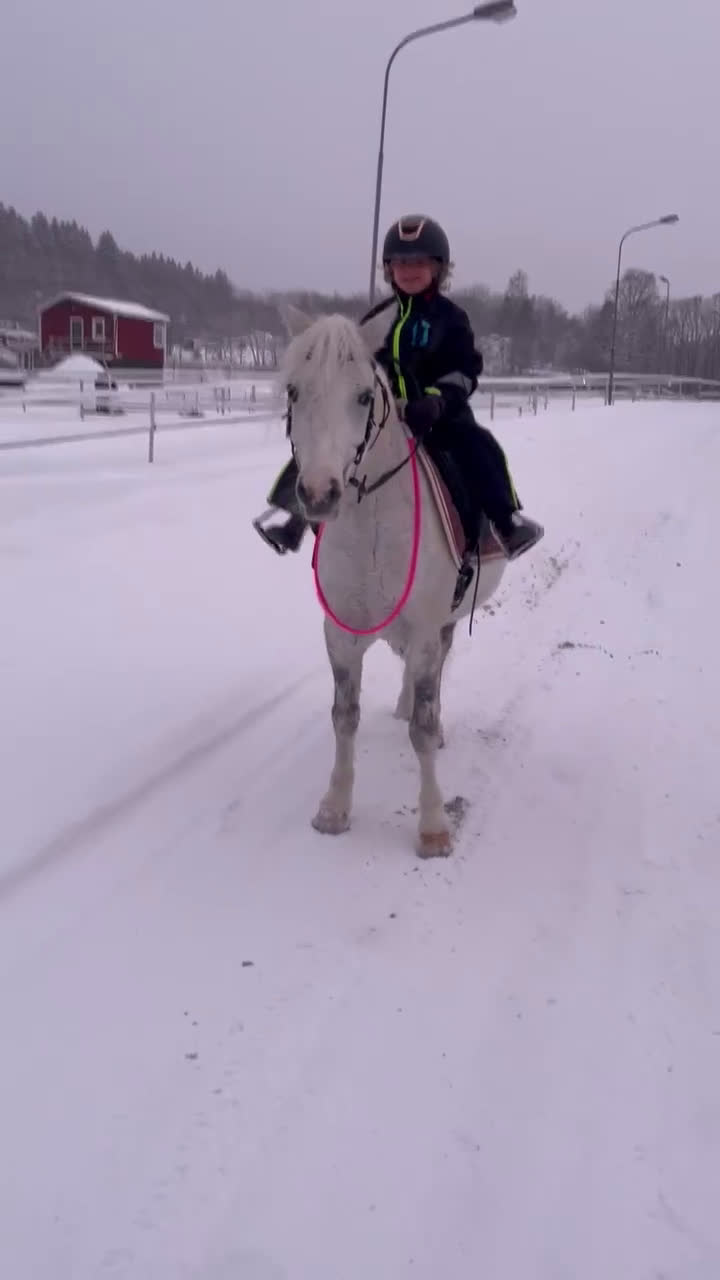 Allround hästar till salu: Drömponny i Sundsvall - Video 3