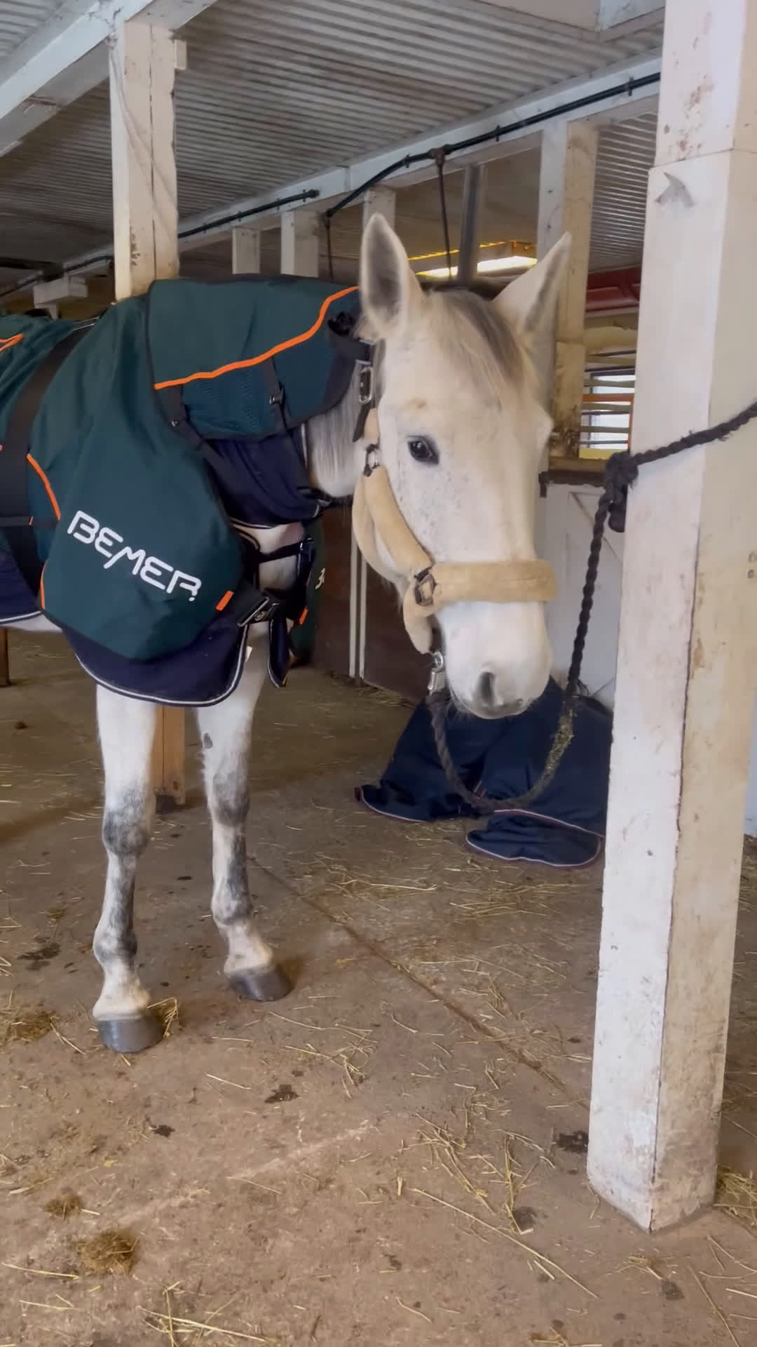  hästservice finnes: Bemer Horse set - Video 3