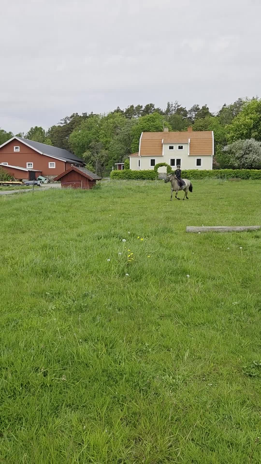 Allround hästar till salu: Härlig C ponny  - Video 1