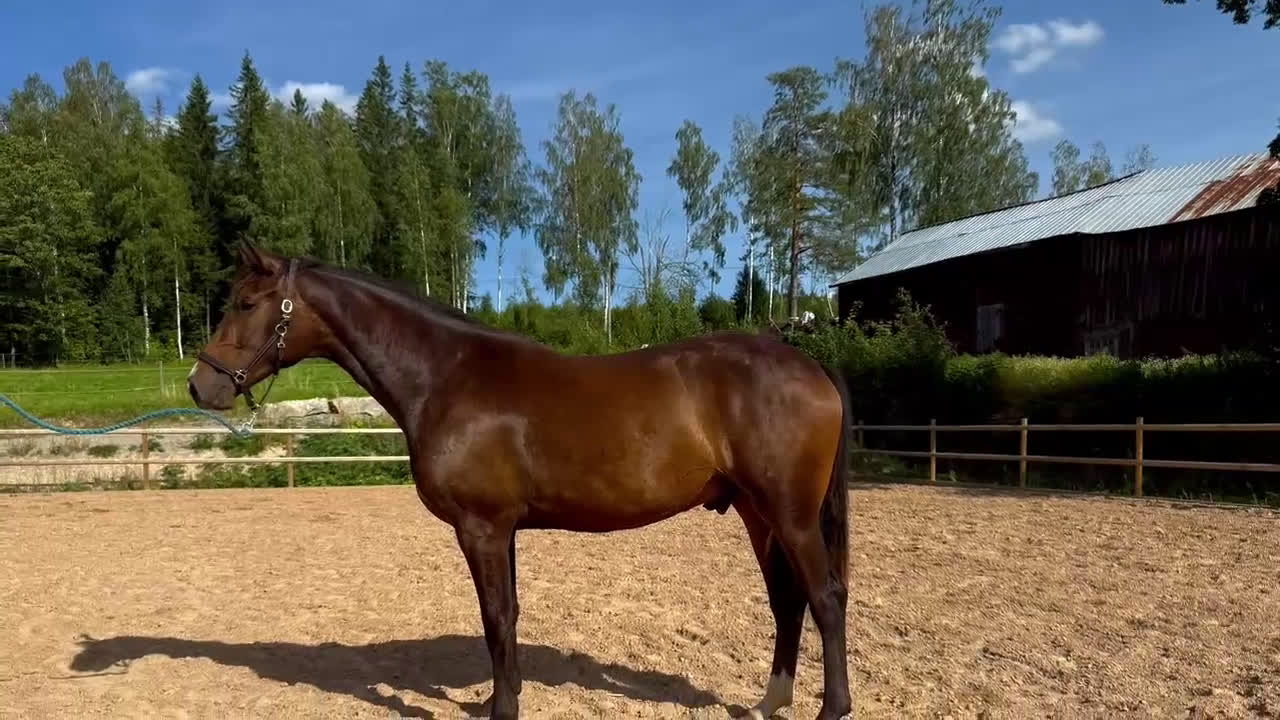 Dressyr hästar till salu: 2 åring dressyr med intressant stam  i Stora Skedvi - Video 1