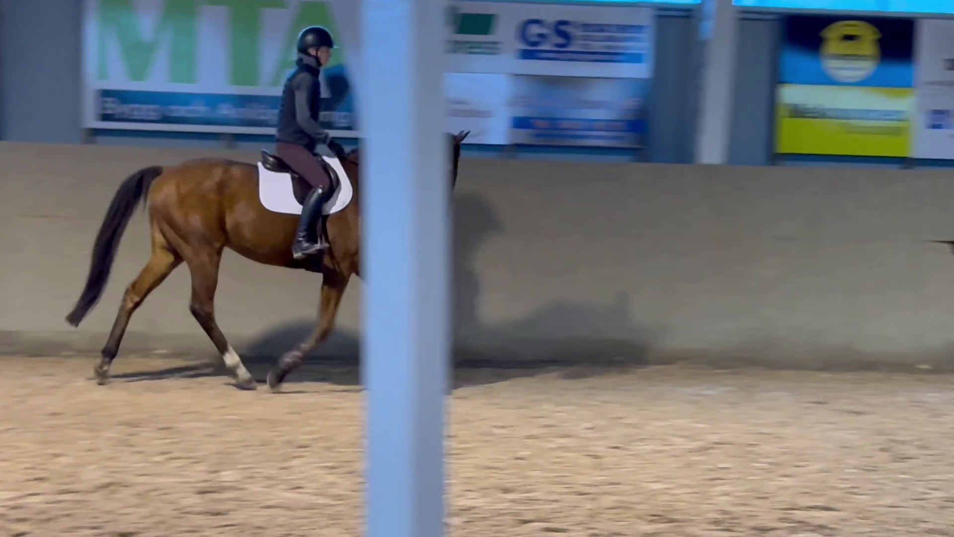 Allround hästar till salu: Vacker valack  i Eldsberga - Video 2