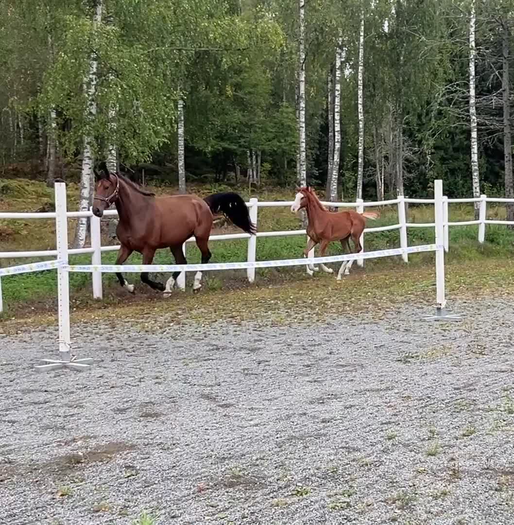 Hoppning hästar till salu: Eyecatcher e: Catoki - Video 1