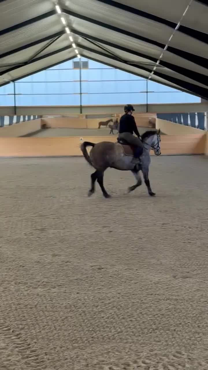 Hoppning hästar till salu: Häftig ponny  - Video 3