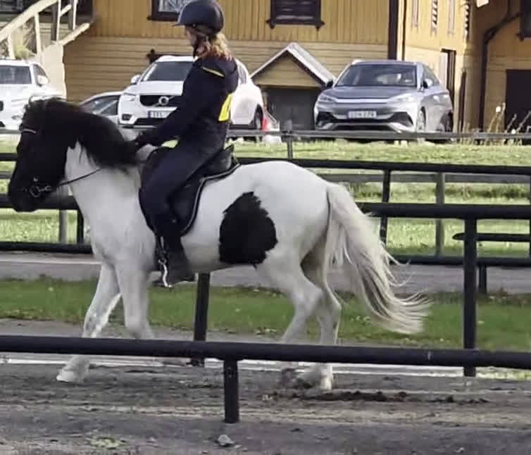 Island hästar till salu: Jupiter från Ishant i Skänninge - Video 4