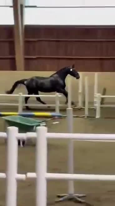 Dressyr hästar till salu: Fantastiskt dressyrsto för framtiden  - Video 1