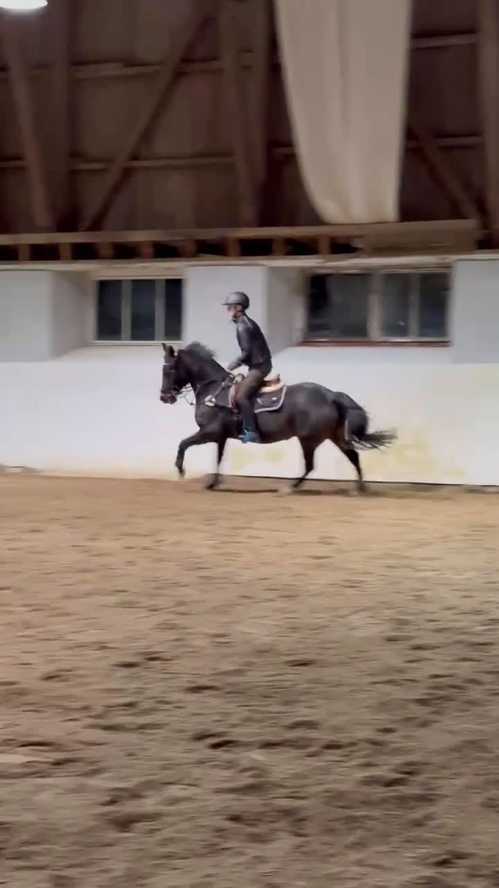 Allround hästar till salu: Maxad c-ponny  - Video 4