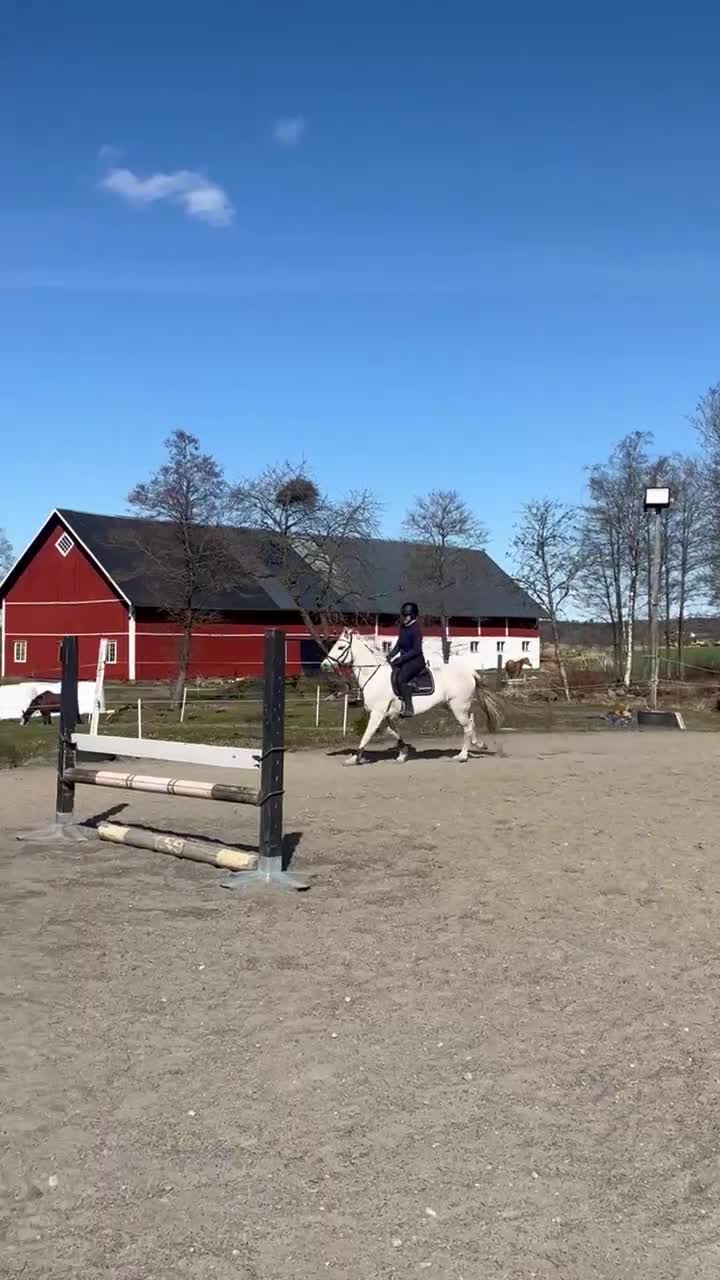 Sällskap hästar till salu: Fantastisk fin & trevlig Mor-dotter ponny ❤️ - Video 2