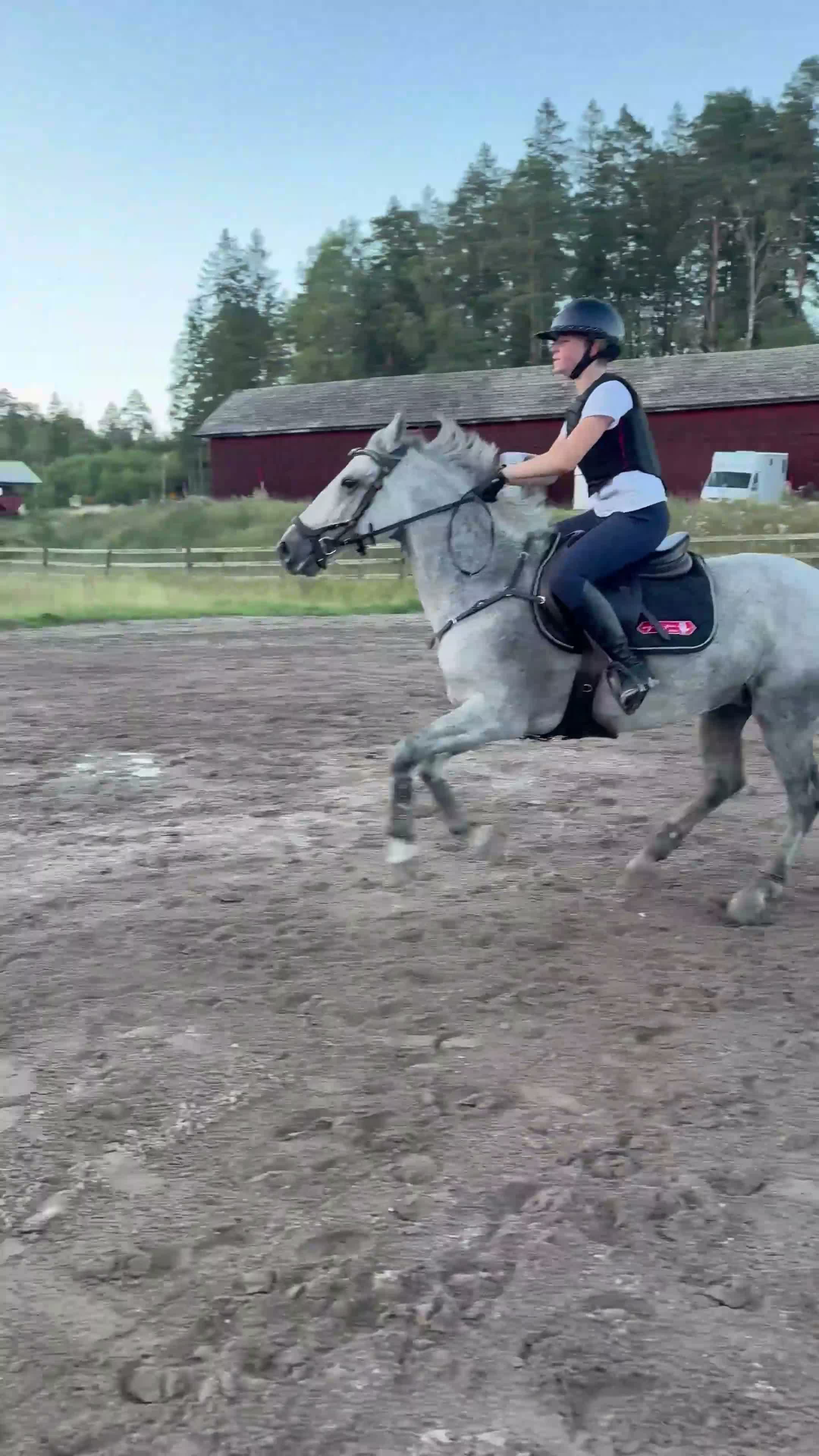 Allround hästar till salu: D-ponnysto född 2014 i Täby - Video 2