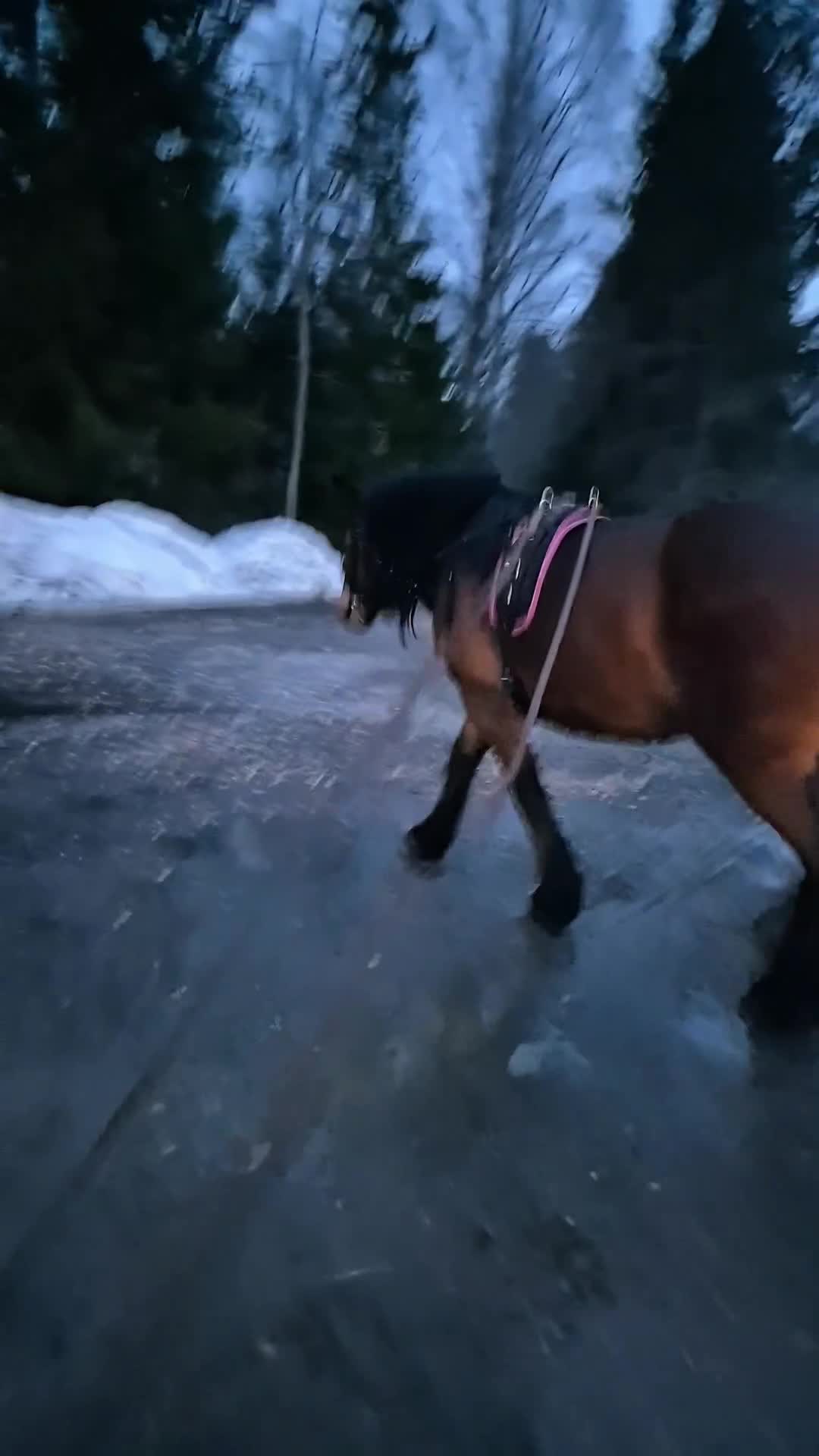 Allround hästar till salu: Blivande dressyr nordis - Video 3