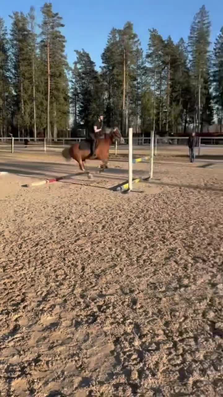 Hoppning hästar till salu: 🌟Charmig C-ponny med hjärta och personlighet🌟 - Video 1
