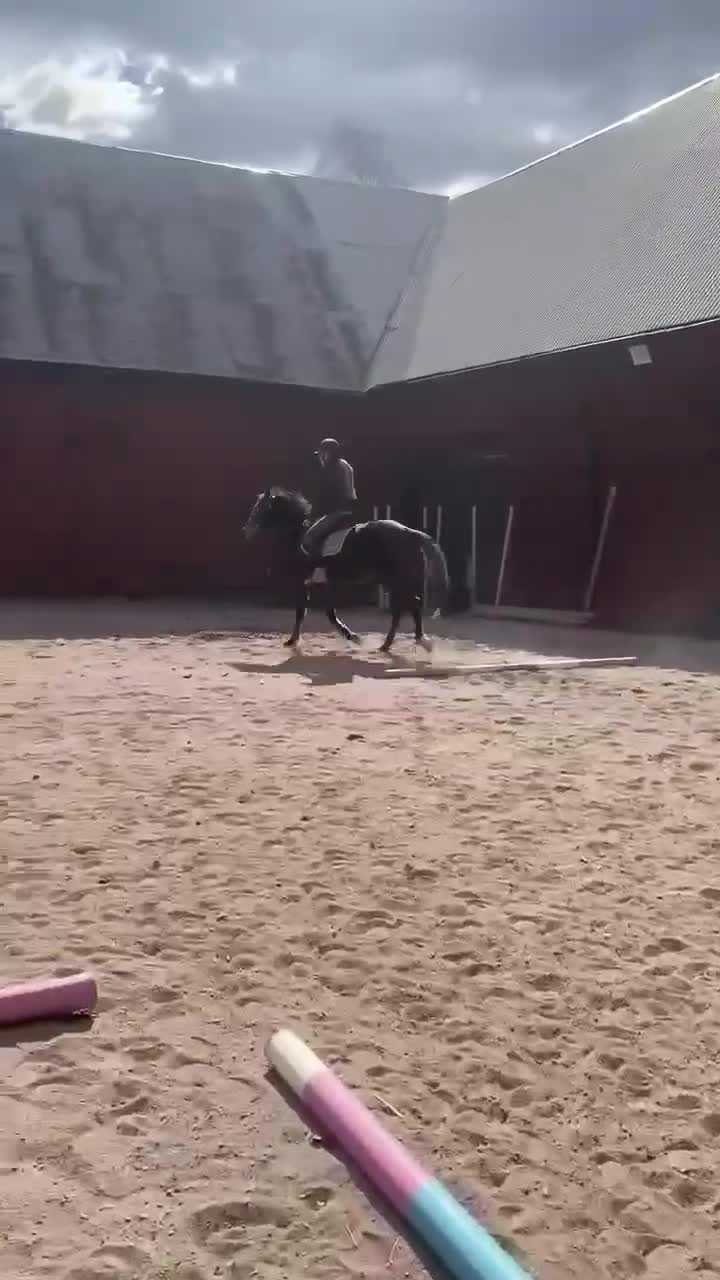 Allround hästar till salu: Fynda trevlig d ponny verksamhet/familj  - Video 2