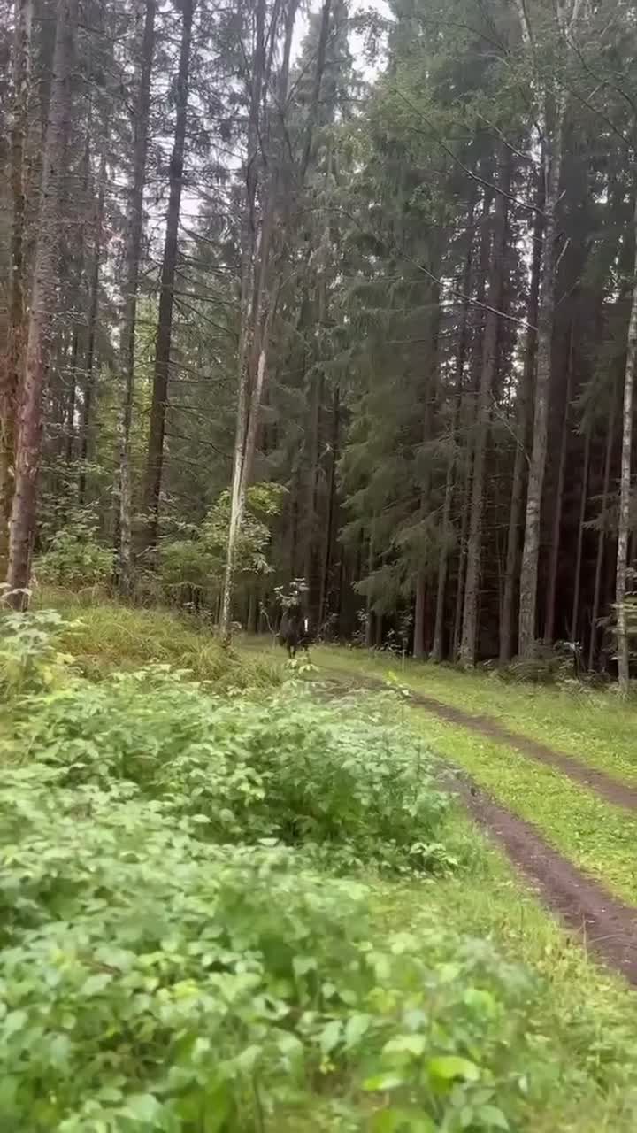 Hoppning hästar till salu: 🐴 Calle Skipper söker sin nästa ryttare 💙 - Video 1