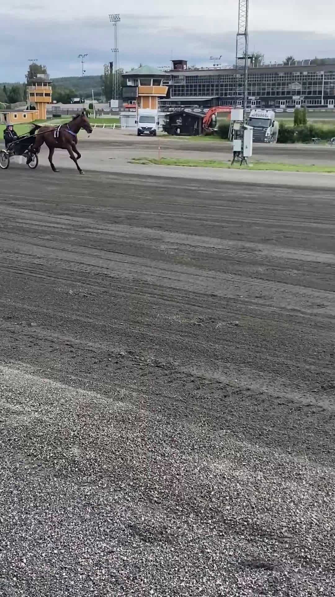 Sällskap hästar till salu: Duke ratzeputz  i Timrå - Video 1