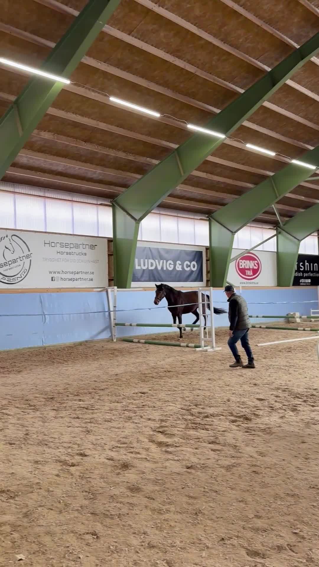 Hoppning hästar till salu: Framtidsämne inom valfri gren! - Video 1