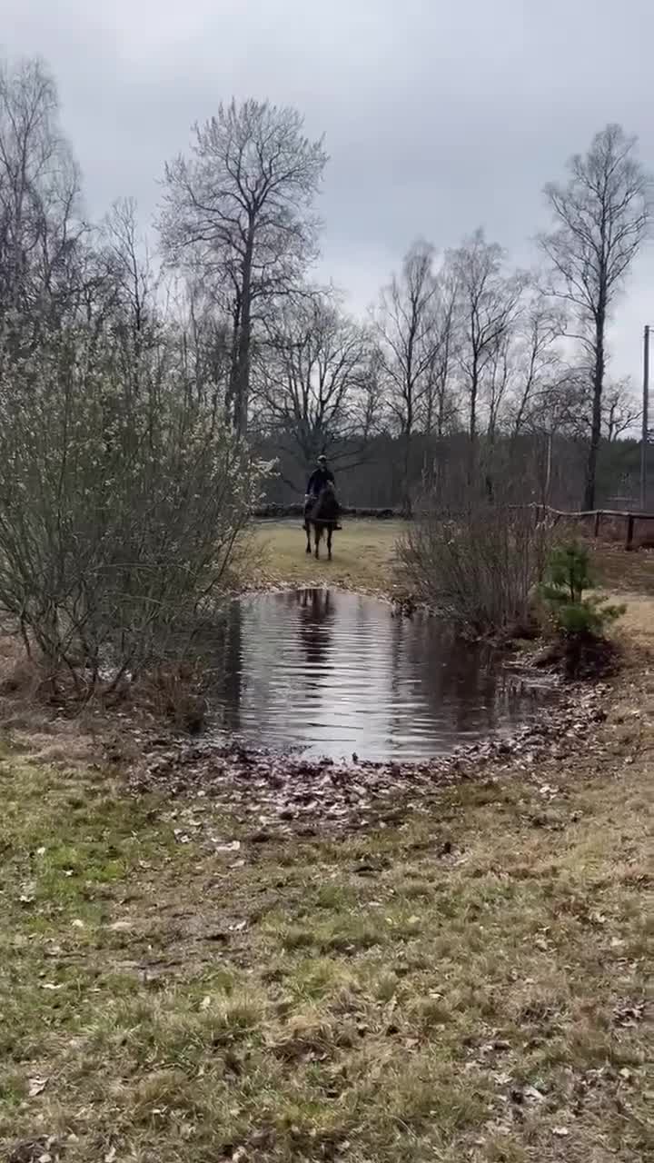 Allround hästar till salu: Allroundhäst  - Video 4