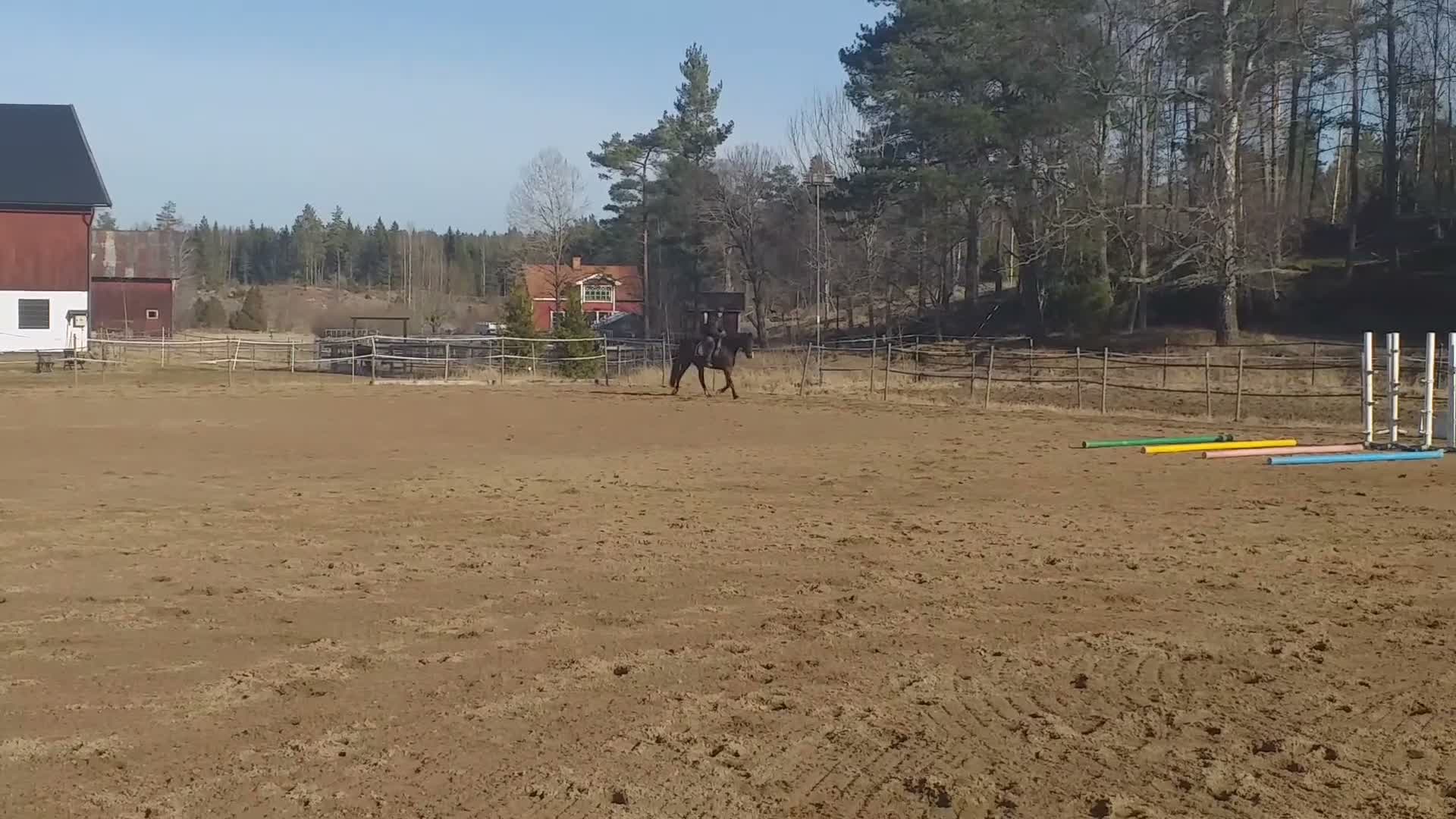 Allround hästar till salu: Trevligt sto 6 år - Video 2
