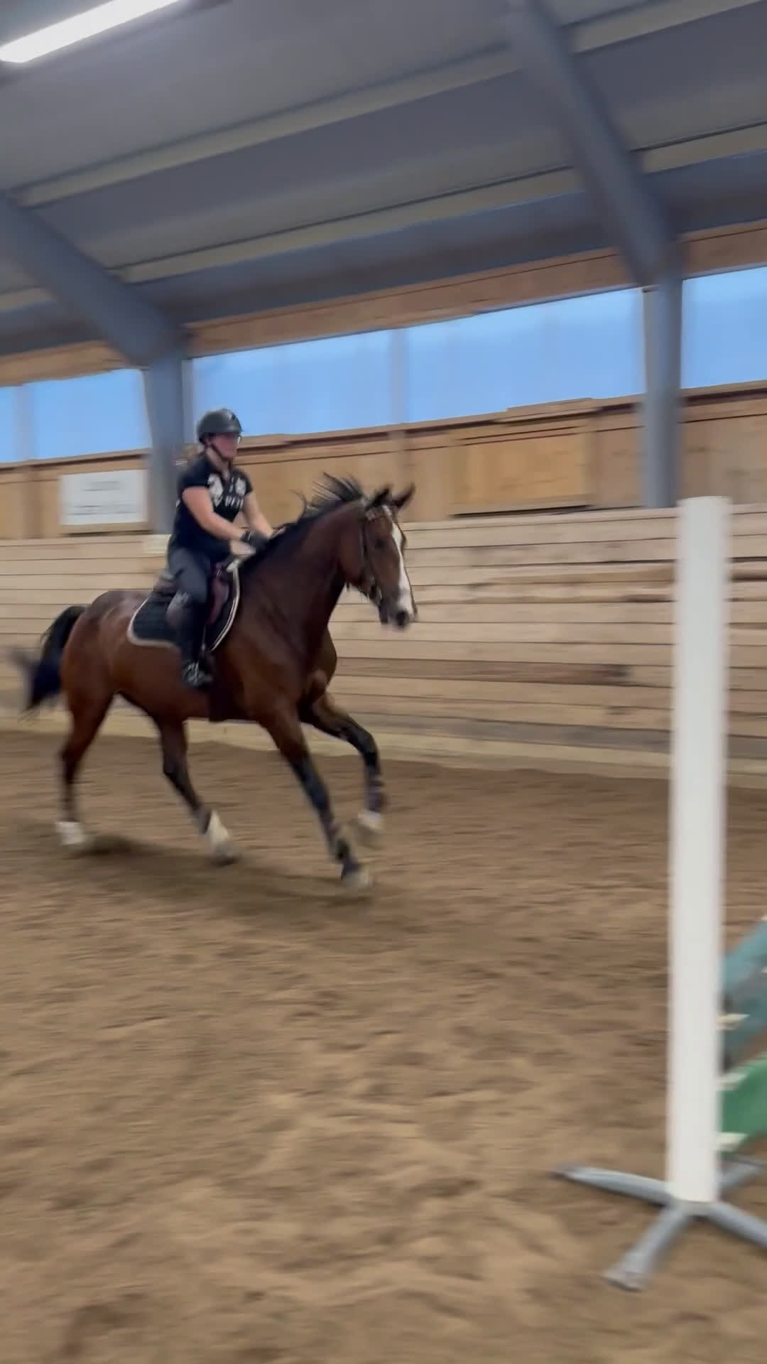 Hoppning hästar till salu: Fynd 🌟 - Video 5