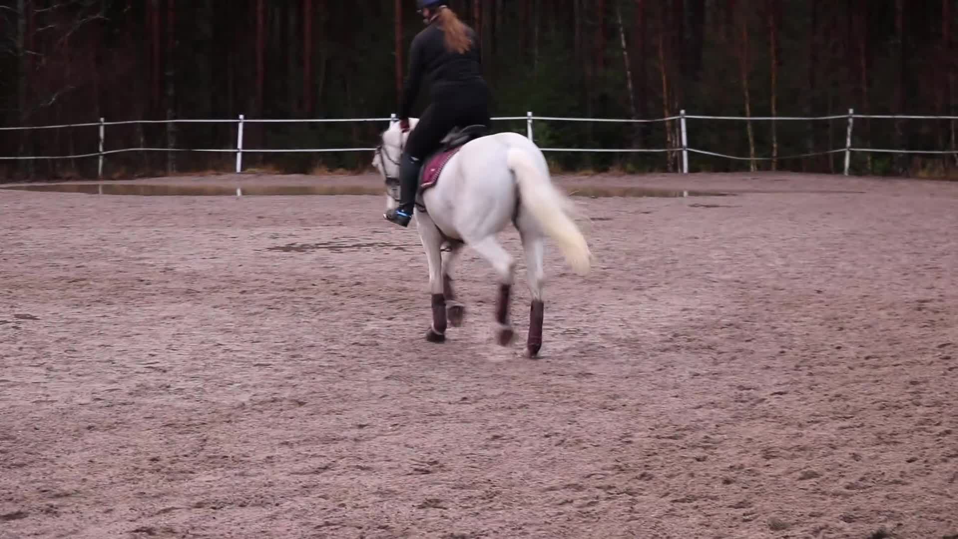 Fälttävlan hästar till salu: Läromästare med mycket kvar att ge i Nyköping - Video 1