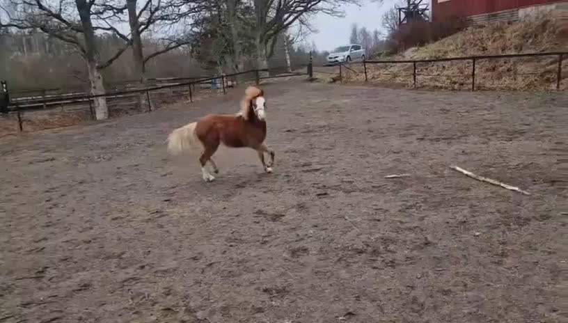Allround hästar till salu: Supersöt Welsh welsh mountain kille - Video 1