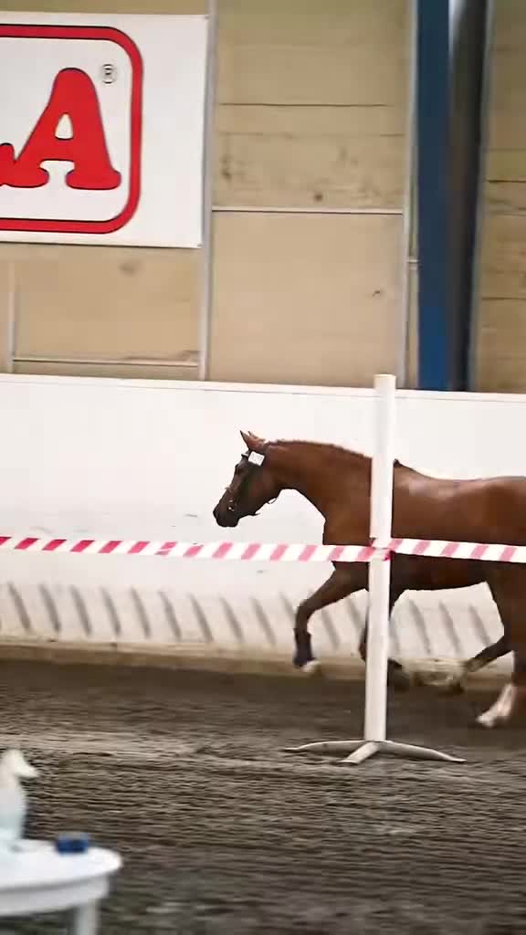 Hoppning hästar till salu: Framtida stjärna söker ny ryttare - Video 1