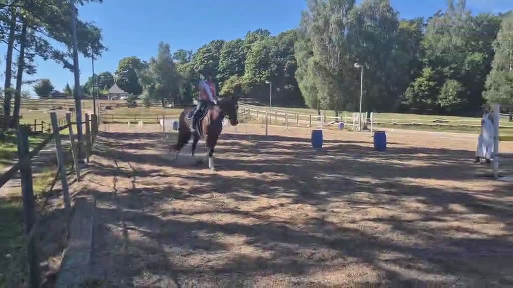 Allround hästar till salu: Snällaste hästen i Småland!  i Väckelsång - Video 1