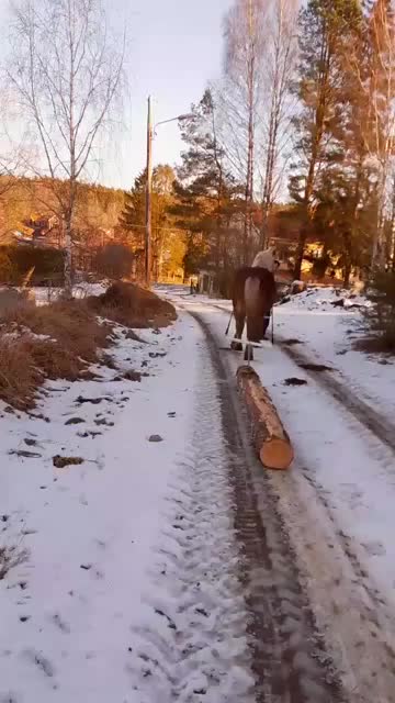 Allround hästar till salu: Rejäl och snäll kallblodsvalack (178 cm)  - Video 1
