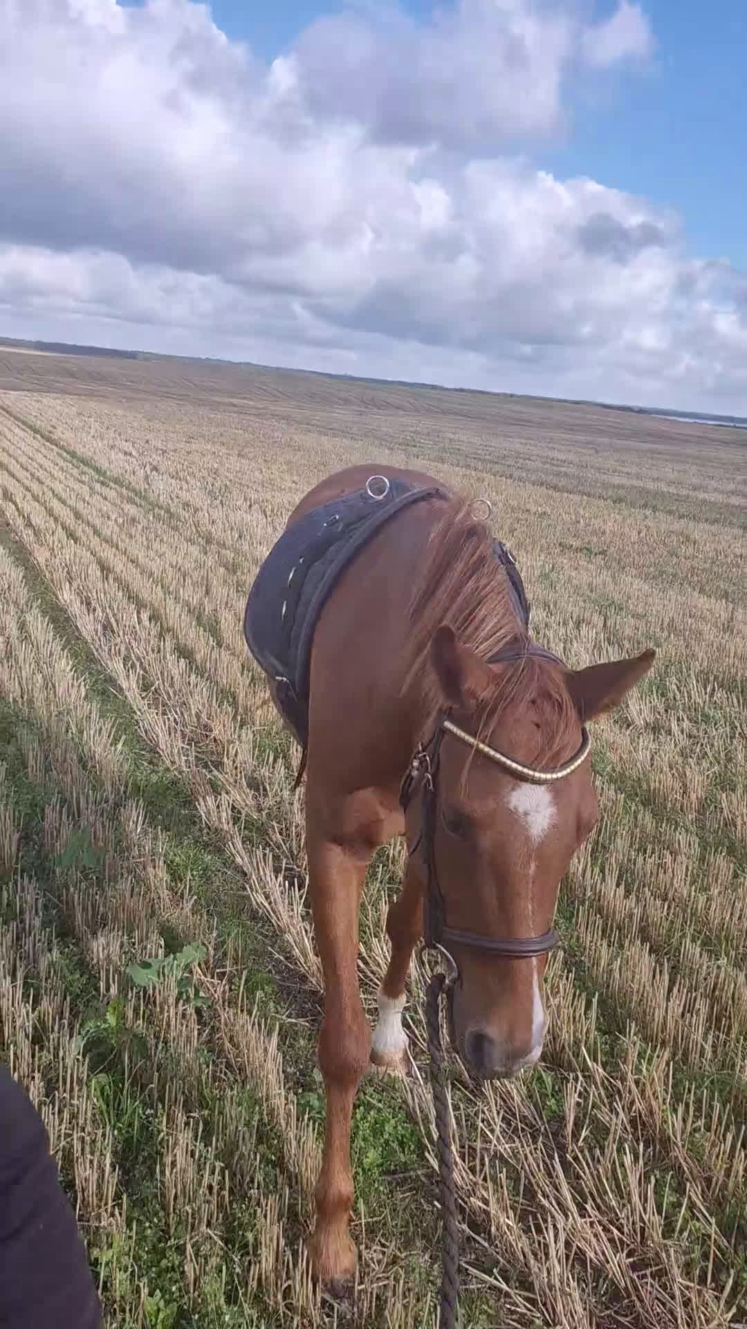 Allround hästar till salu: Vacker ungponny! - Video 2