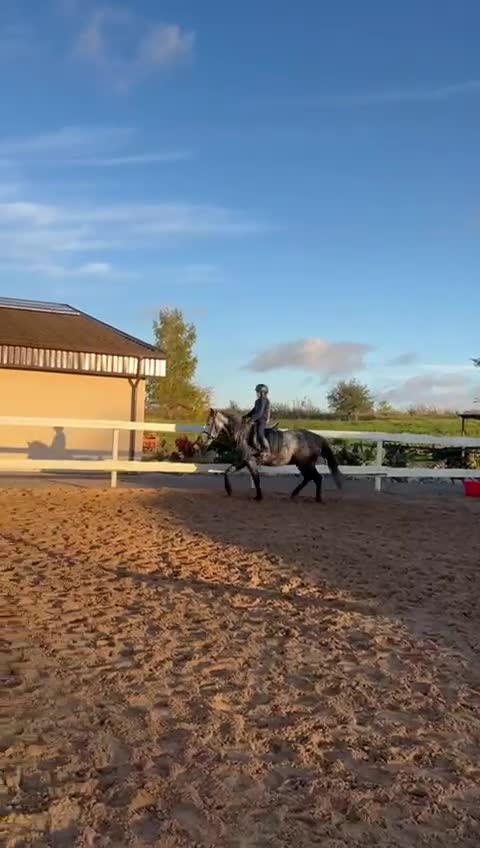 Allround hästar till salu: Snäll häst med potential  - Video 3