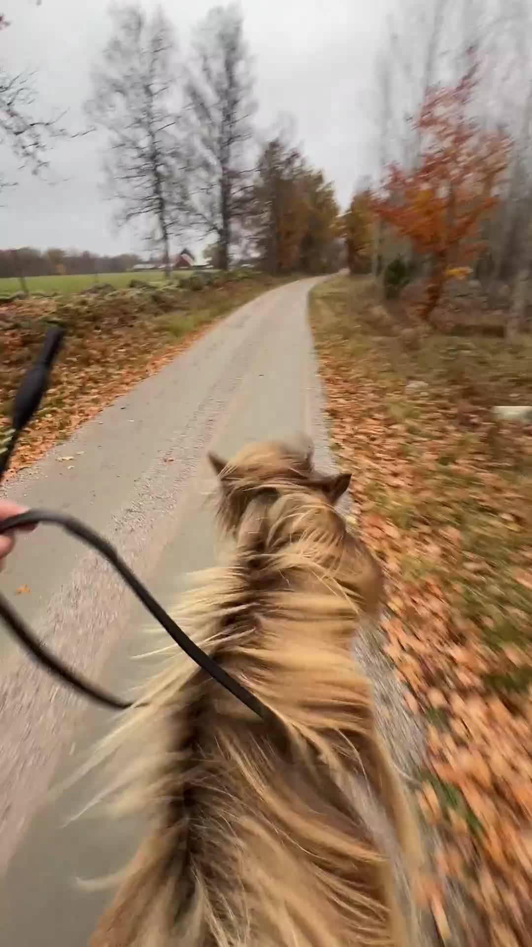  medryttarhäst finnes: Medryttare till islandshäst - Video 1