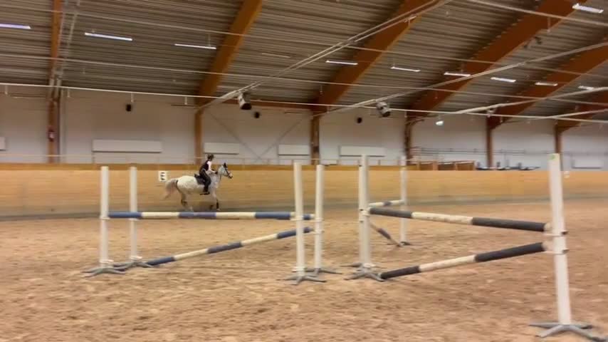 Allround hästar till salu: perfekt första storhäst!  - Video 4