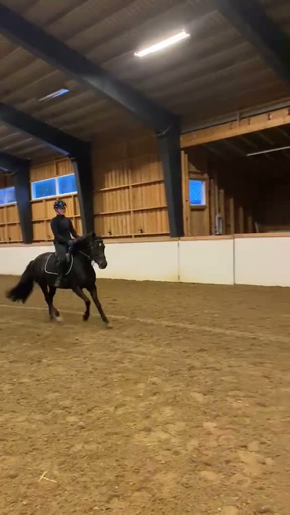 Allround hästar till salu: Modern modell connemara  - Video 5