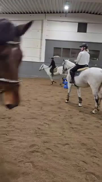 Allround hästar till salu: Mysig allaroundponny! - Video 1