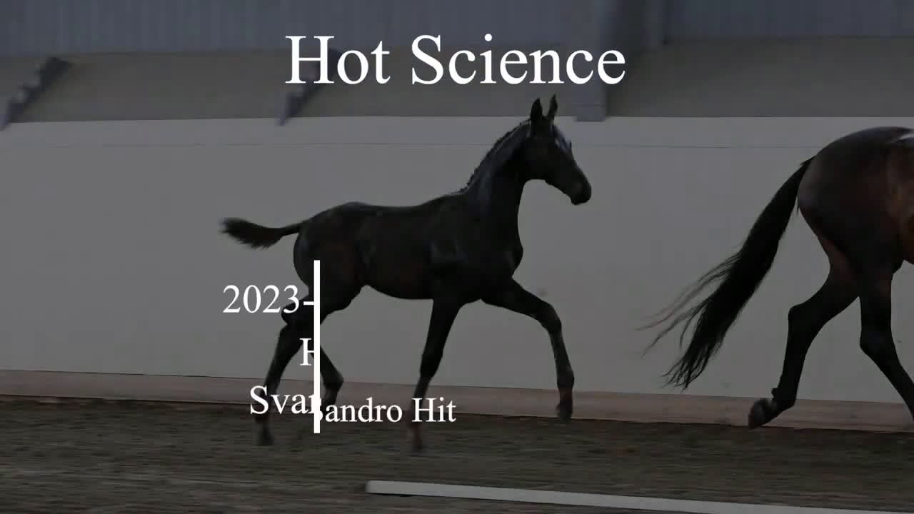 Dressyr hästar till salu: Talang redo att sätta igång efter BH Hotline! - Video 2