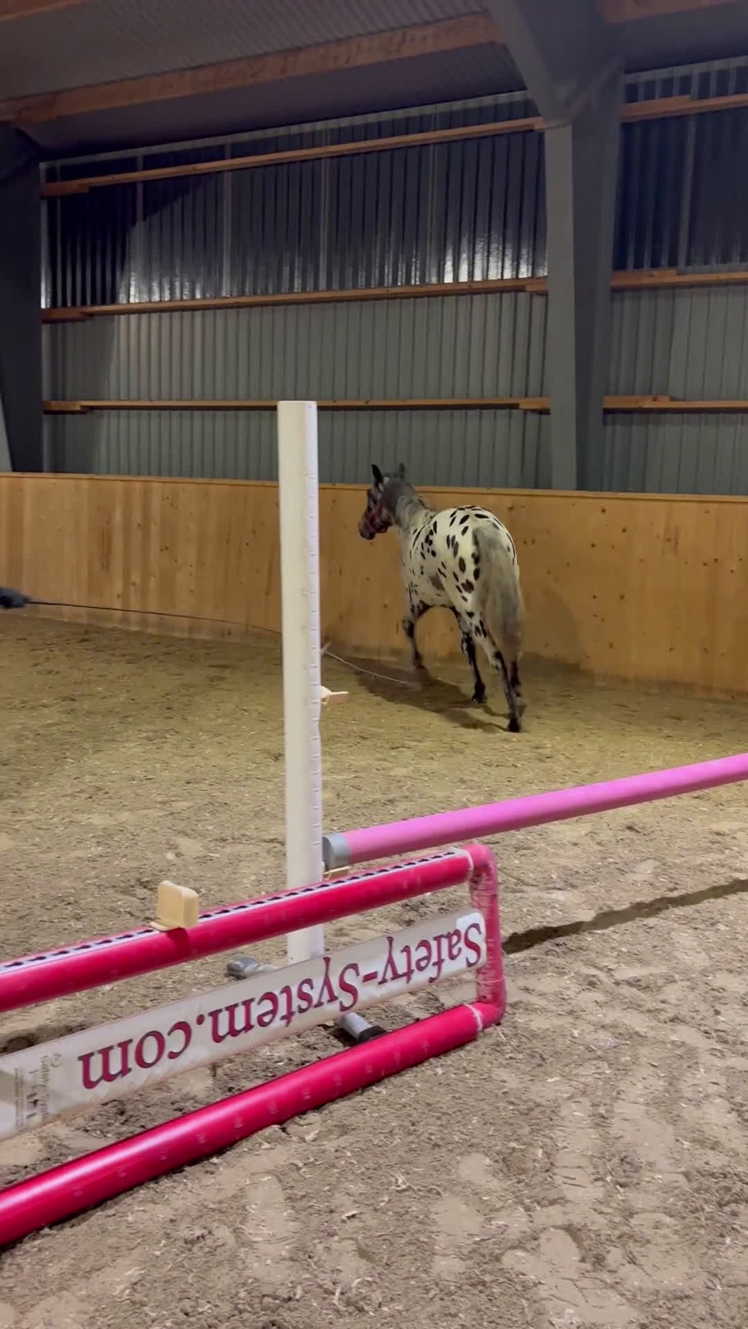 Hoppning hästar till salu: Sagohäst med goda framtidsutsikter - Video 3