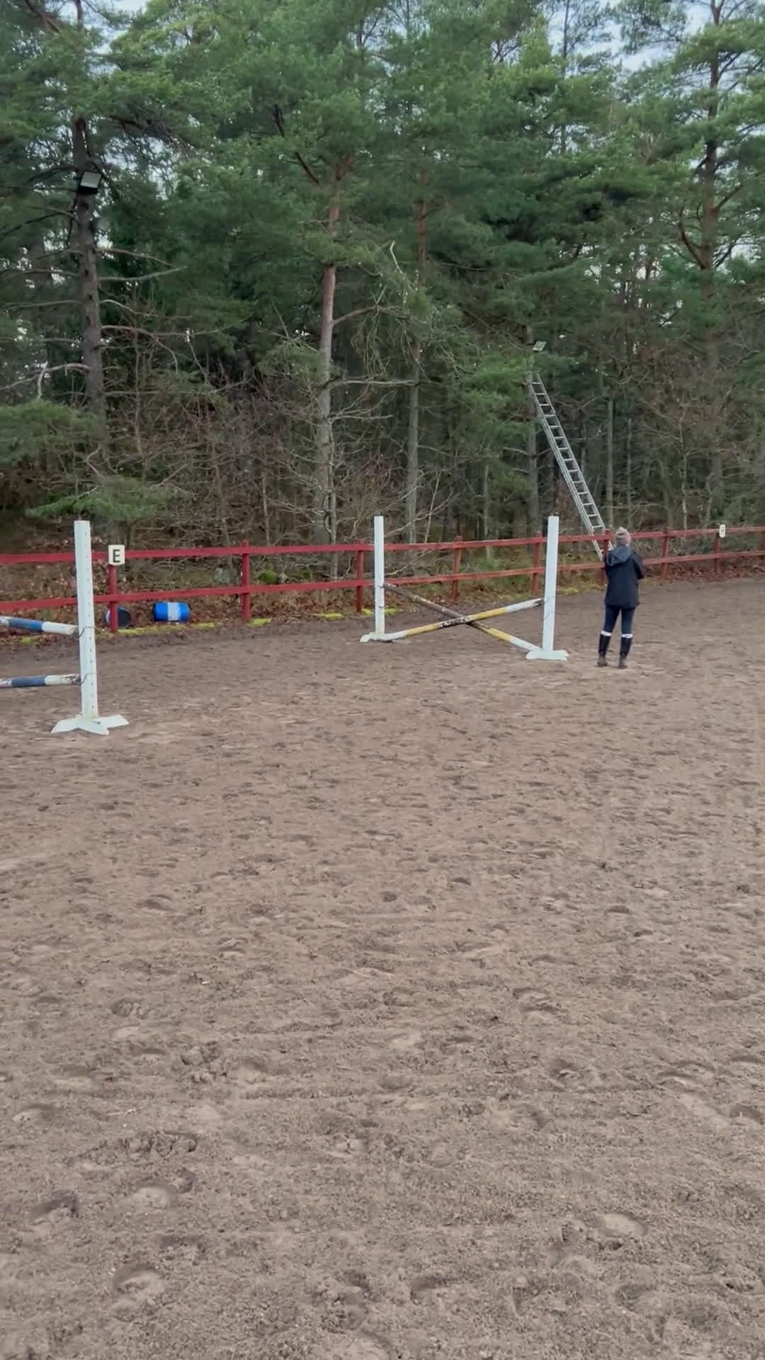 Hoppning hästar till salu: Swb sto - Video 1