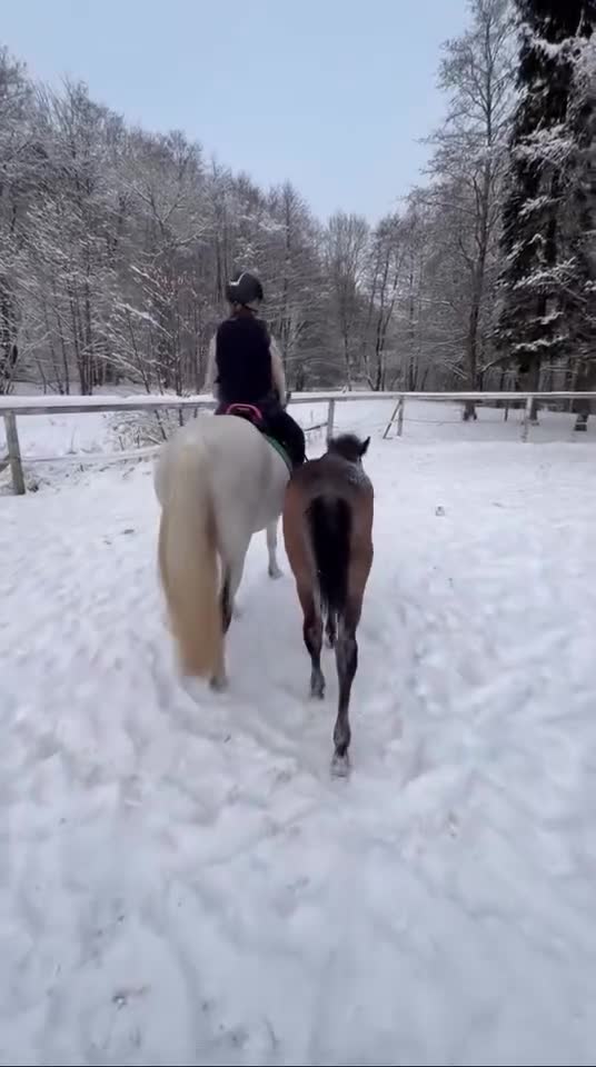 Allround hästar till salu: Välhanterad connemara - Video 1