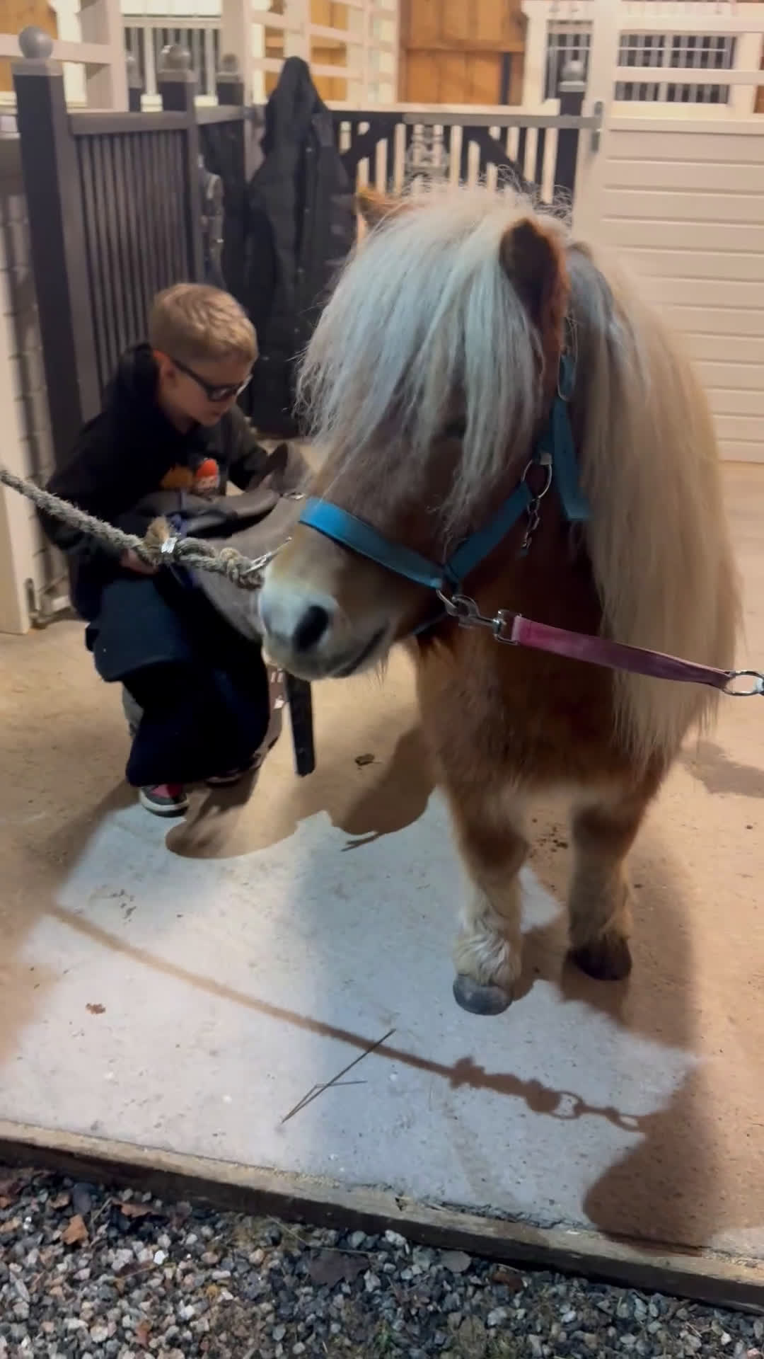 Allround hästar till salu: Underbar Shetlandsponny  i Årjäng - Video 3