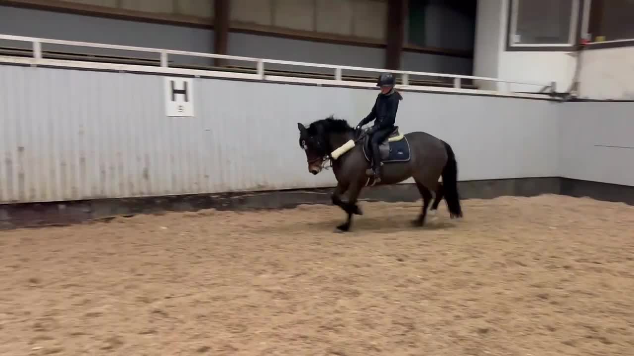 Hoppning hästar till salu: En fantastisk första tävlingsponny!! - Video 5