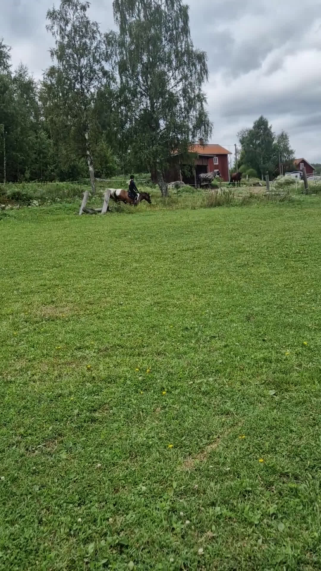 Hoppning hästar till salu: Allroundponny med utstrålning🐴 i Järvsö - Video 4