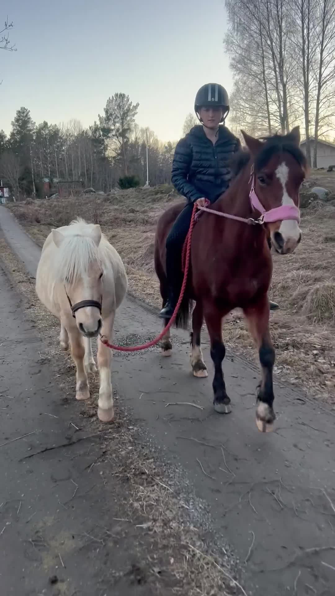 Allround hästar till salu: Ponny med hjärta av guld - Video 2