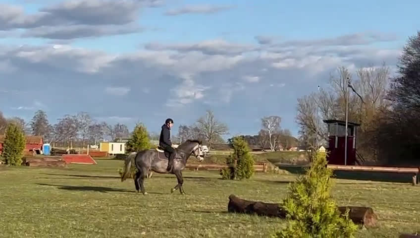Allround hästar till salu: Allround häst till salu i Löberöd - Video 1