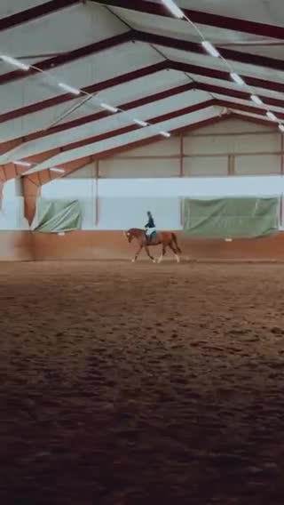 Hoppning hästar till salu: 3 åring efter Try Me-K van Kattenheye-Cassini II - Video 2