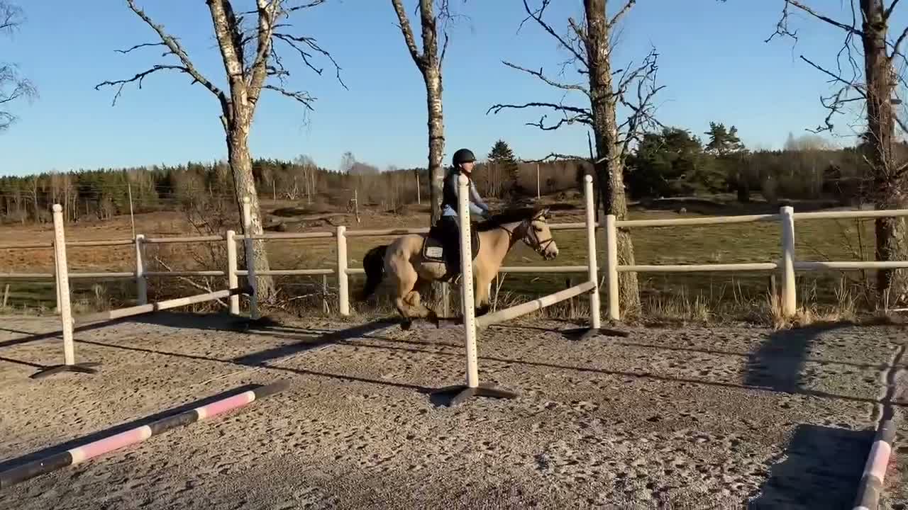 Allround hästar till salu: Guldponny söker nytt hem i Vagnhärad - Video 1