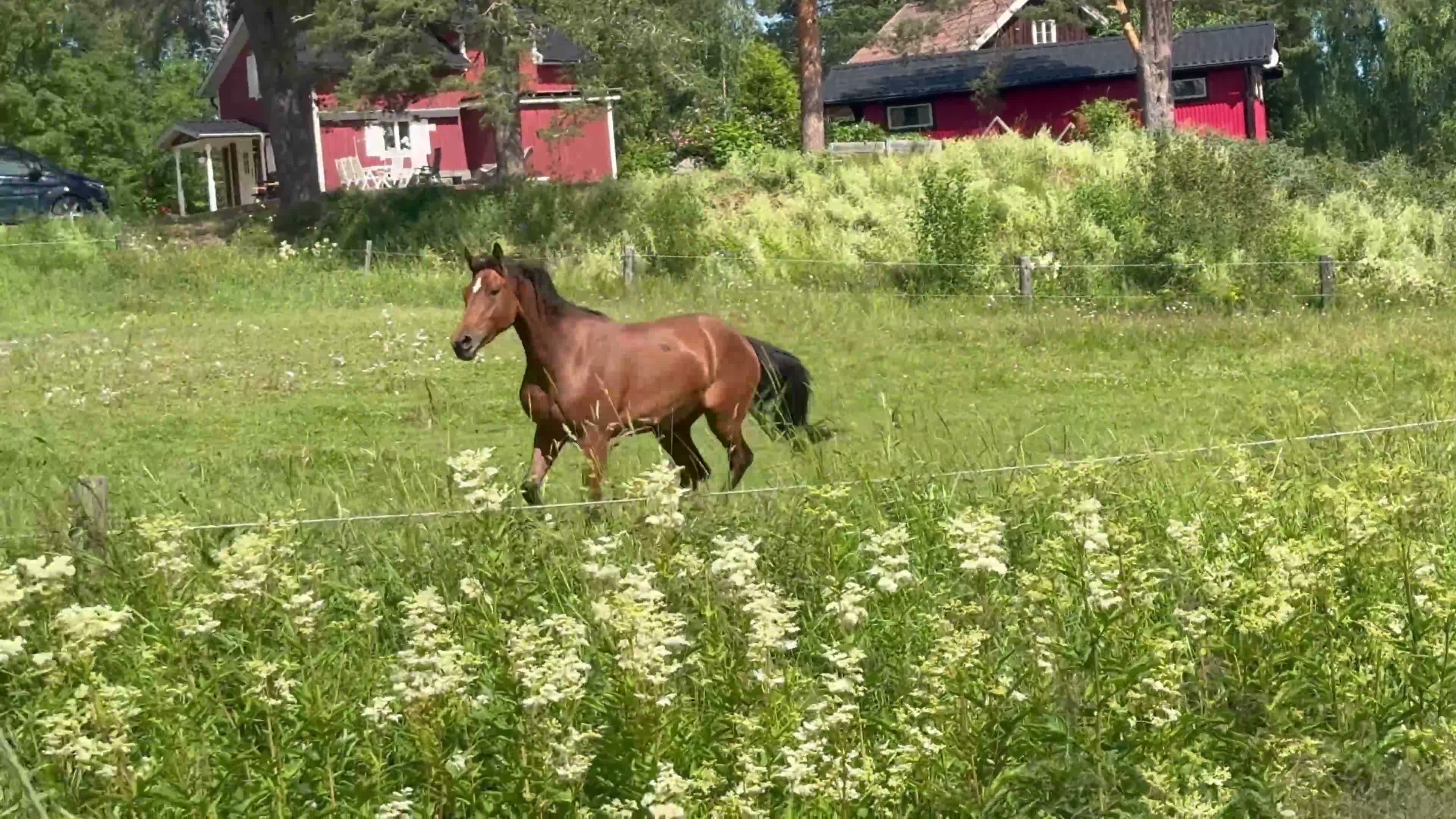 Hoppning hästar till salu: 2 årig hopphäst.  - Video 3