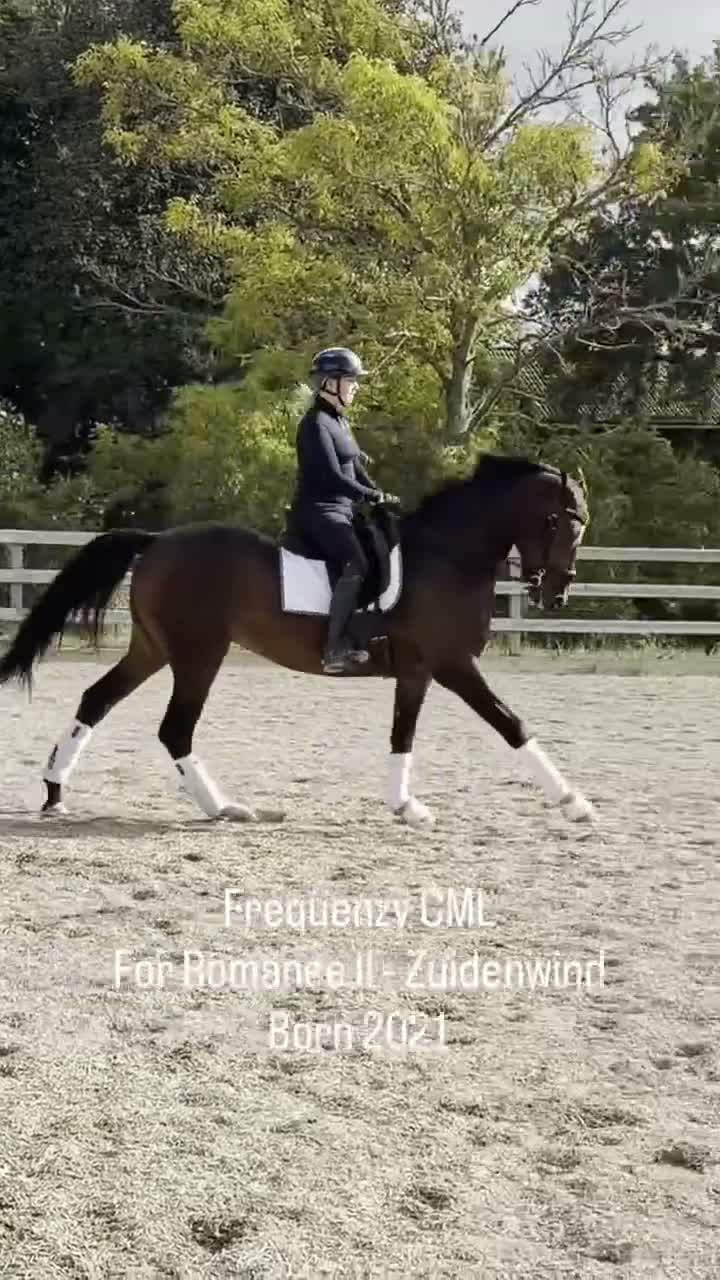 Dressyr hästar till salu: Talangfull 5åring  - Video 1