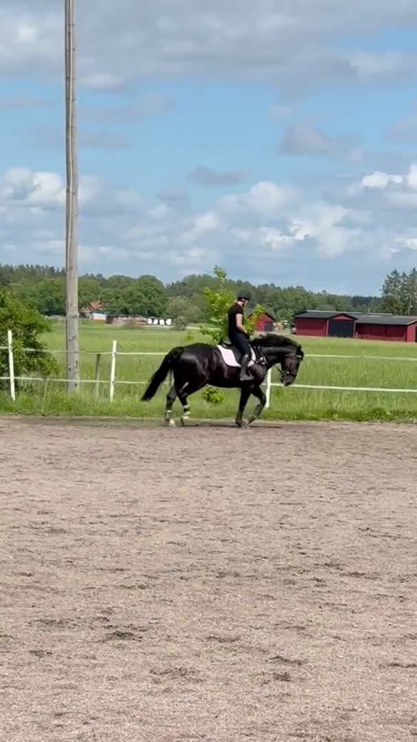 Allround hästar till salu: Bästavän för den rutinerade ryttaren - Video 2