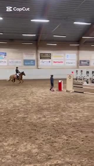 Allround hästar till salu: Sportig C-Ponny - Video 1