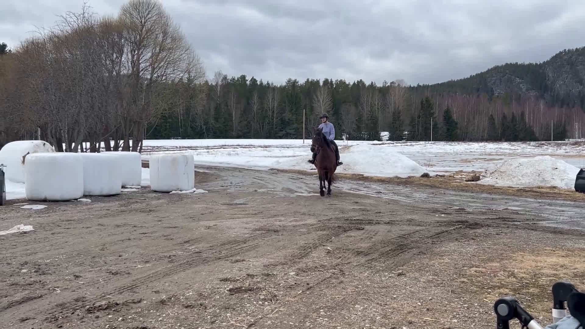 Allround hästar till salu: Snäll tjej söker nytt hem i Moliden - Video 1